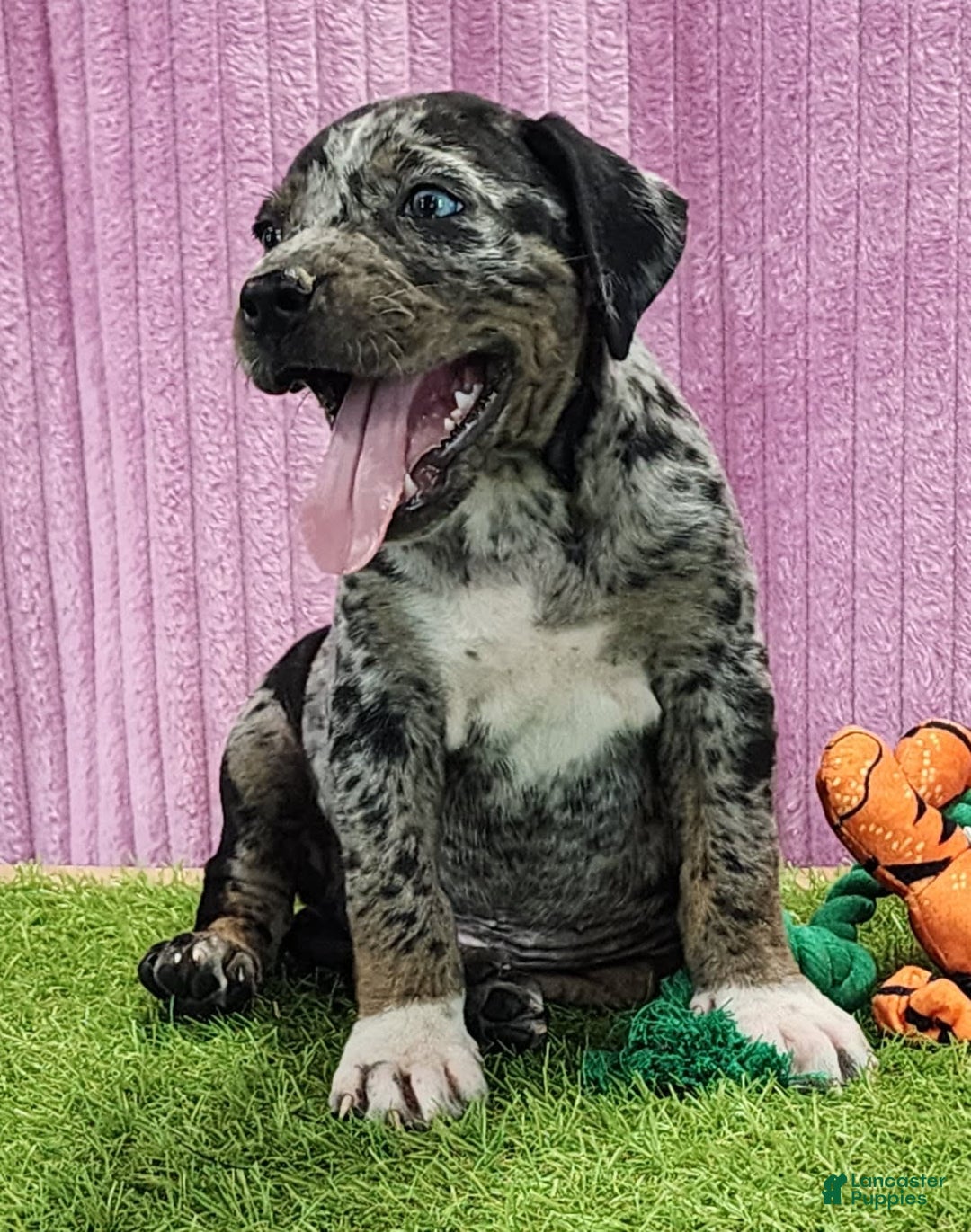 Catahoula Leopard Dog dogs for sale: Duchess 2025 Female 6 - Image 10
