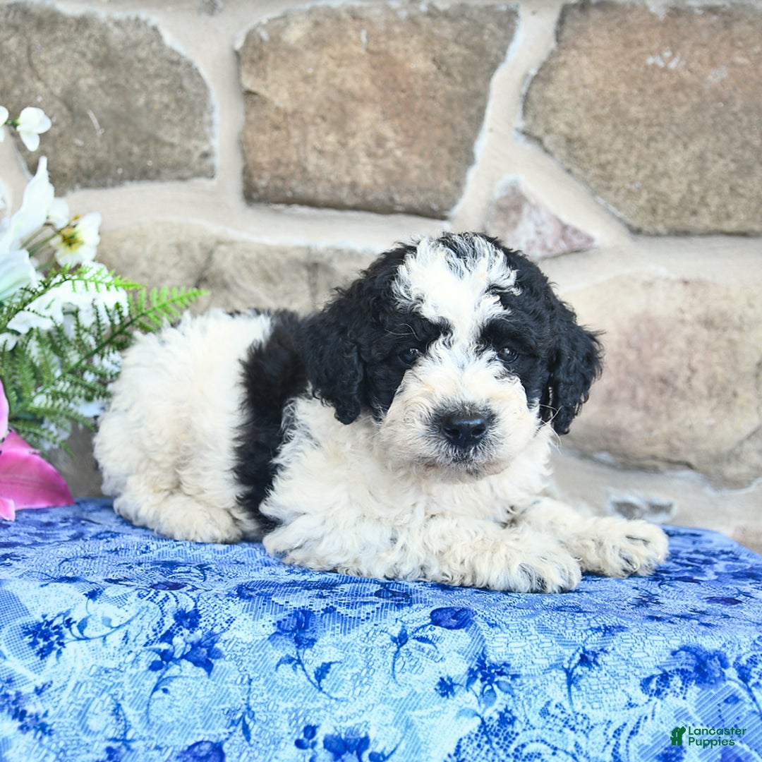 Goldendoodle dogs for sale: Samson - Image 4