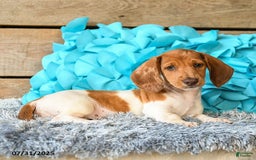 Dachshund dogs for sale: Pumpkin - Image 7