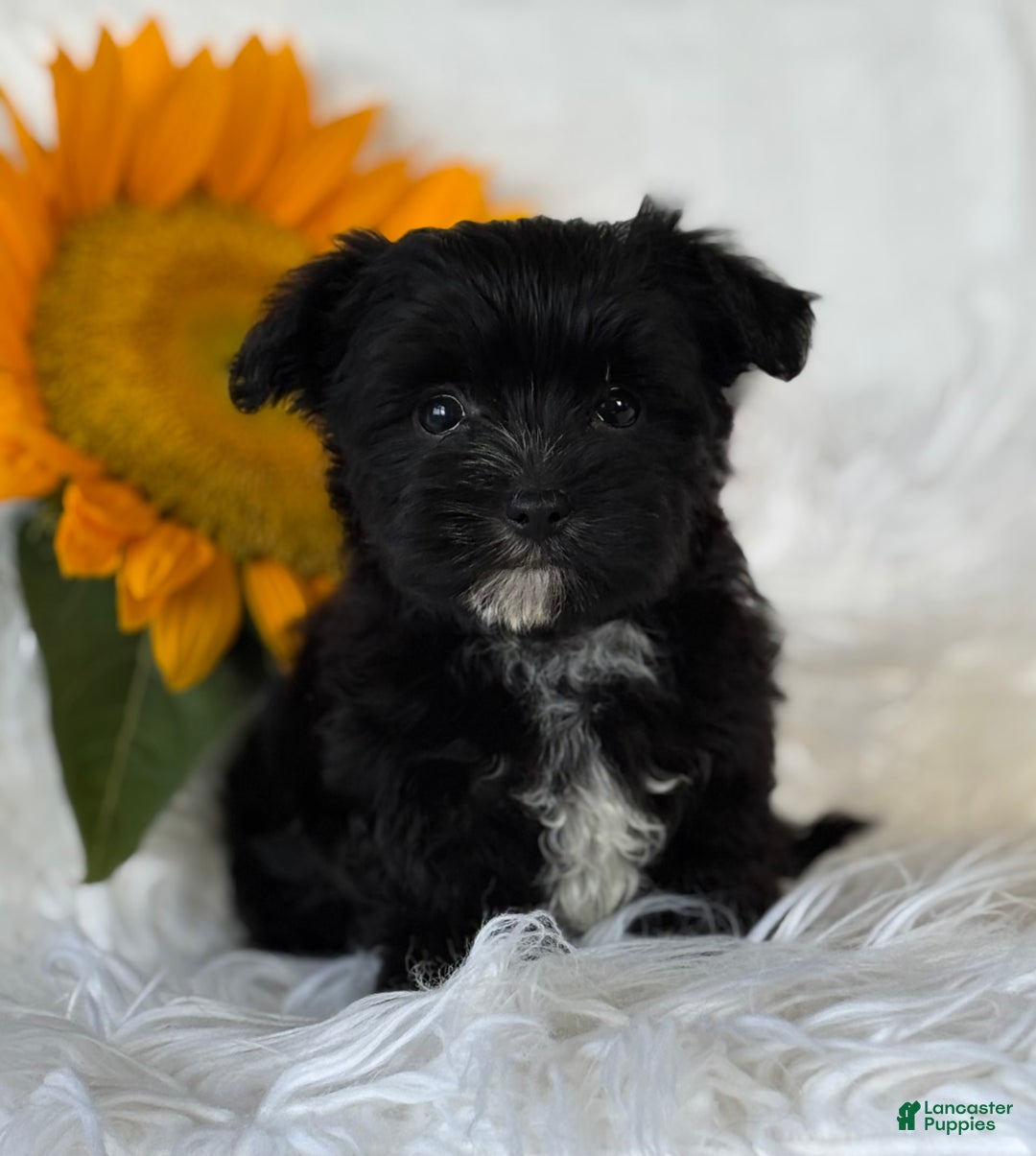 Morkie dogs for sale: LOGAN - Image 2