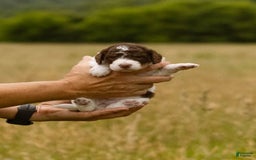 Bernedoodle dogs for sale: Mae - Image 6