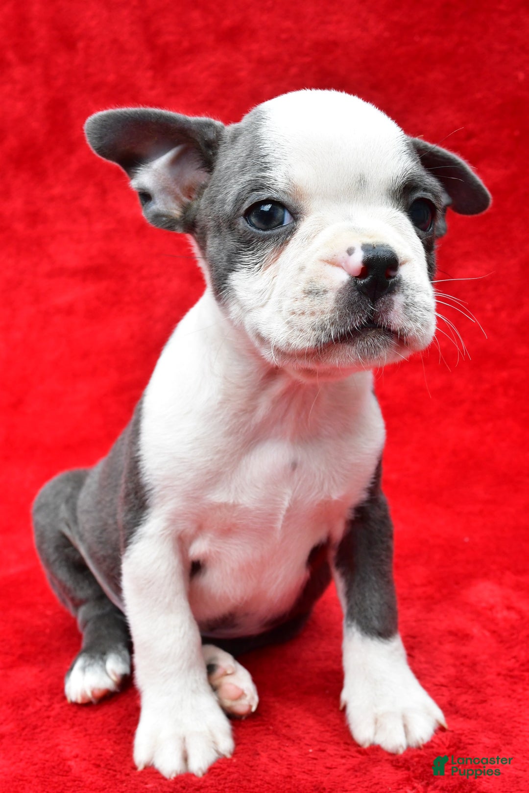 Boston Terrier dogs for sale: Boston Terrier 9 puppies - Image 2