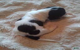 Miniature Dachshund dogs for sale: Milkshake - Image 3