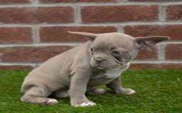 Frenchton dogs for sale: Scarlett - Image 7