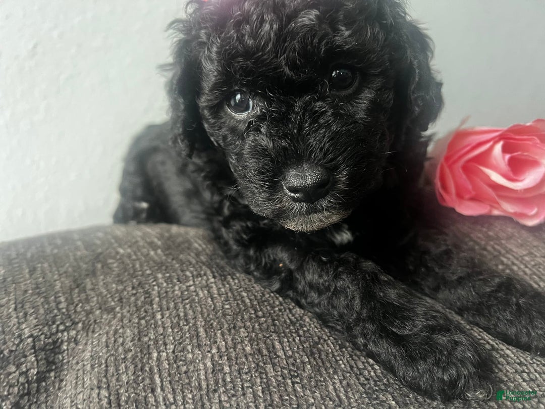 Aussiedoodle dogs for sale: Luna - Image 2