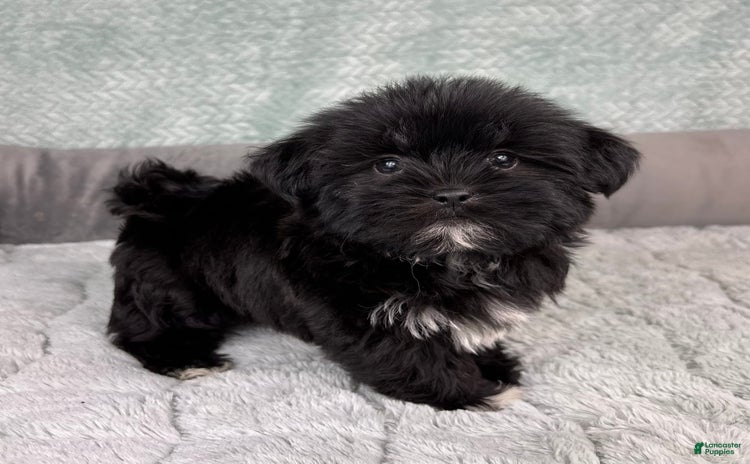Shorkie dogs - Advert 10