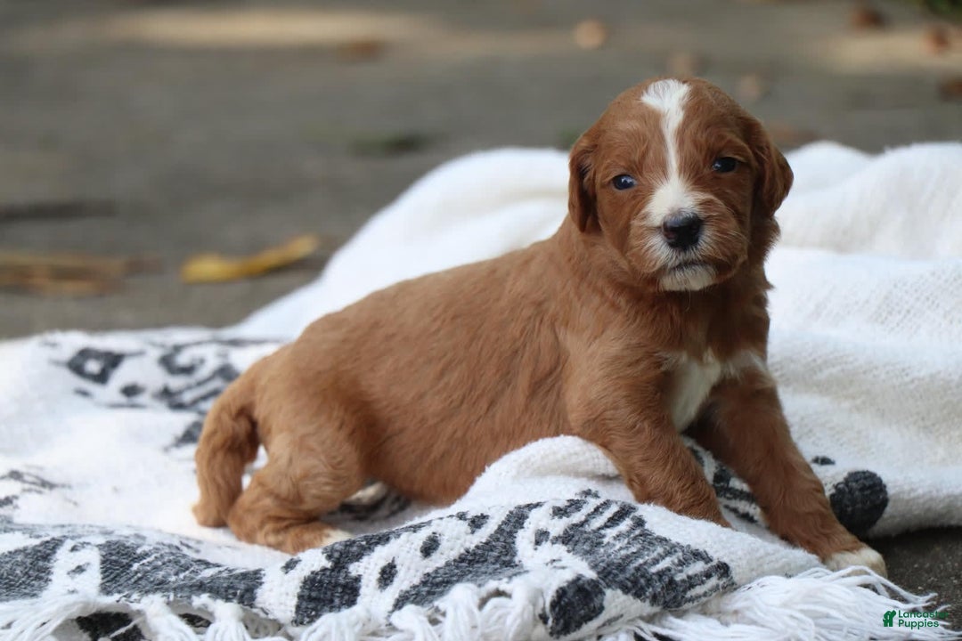 Irish Doodle dogs for sale: Fin - Image 1