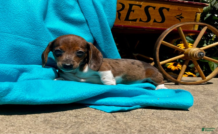 Dachshund dogs for sale - Ad 2