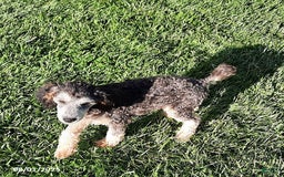Miniature Poodle dogs for sale: Romeo - Image 3