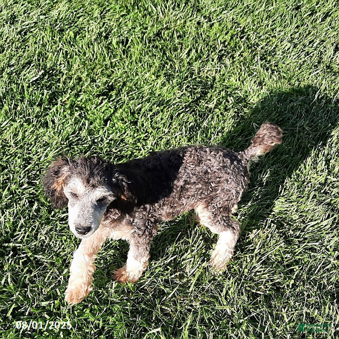 Miniature Poodle dogs for sale: Romeo - Image 3