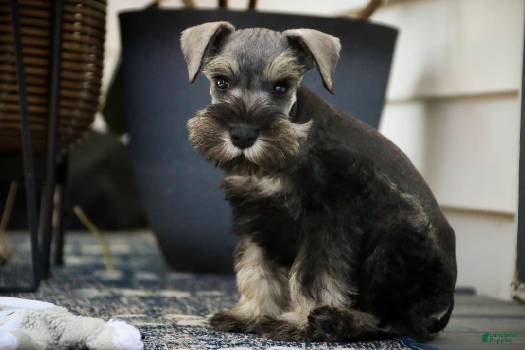 Miniature Schnauzer dogs for sale: Han - Image 6