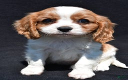 Cavalier King Charles Spaniel dogs for sale: Champ - Image 4