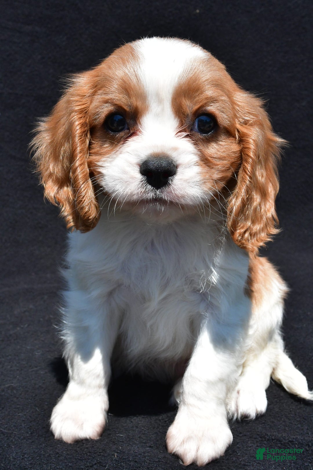 Cavalier King Charles Spaniel dogs for sale: Champ - Image 4