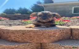 Yorkshire Terrier dogs for sale: Dallas - Image 4