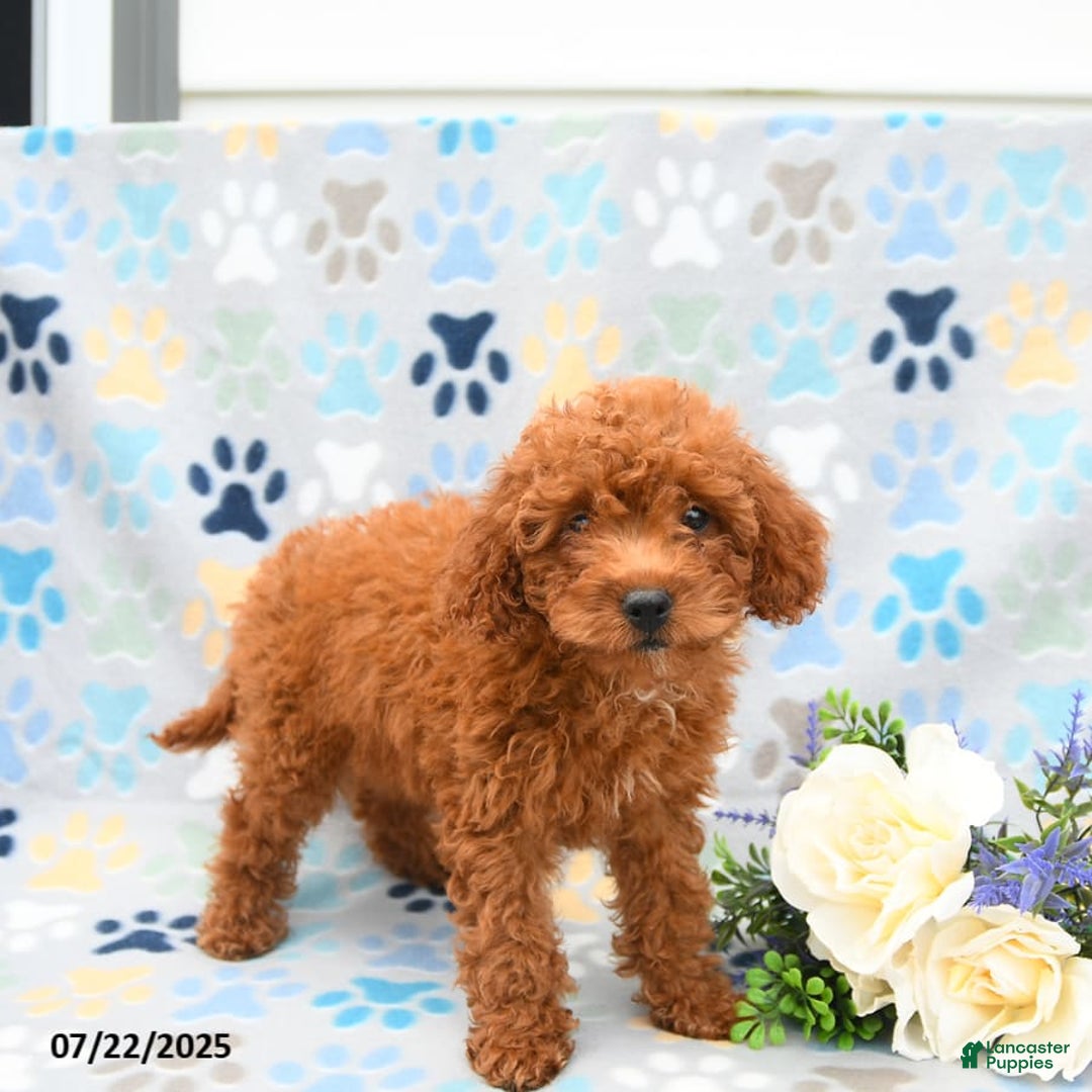 Cockapoo dogs for sale: Daisy - Image 3