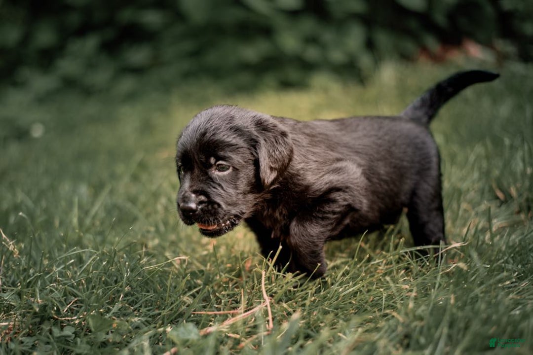 Goldador dogs for sale: Yellow - Image 4