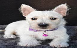 West Highland Terrier dogs for sale: Ollie - Image 5