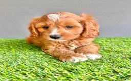 Cavapoo dogs for sale: Charlie - Image 2