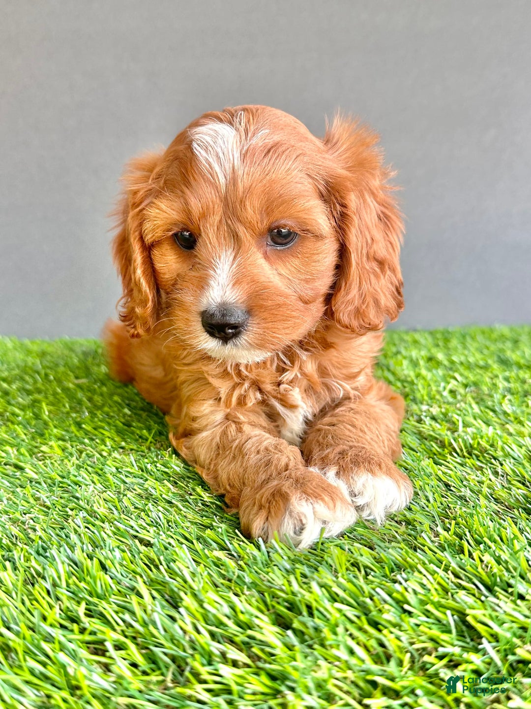 Cavapoo dogs for sale: Charlie - Image 2