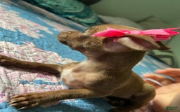 Chihuahua dogs for sale: Canela - Image 2
