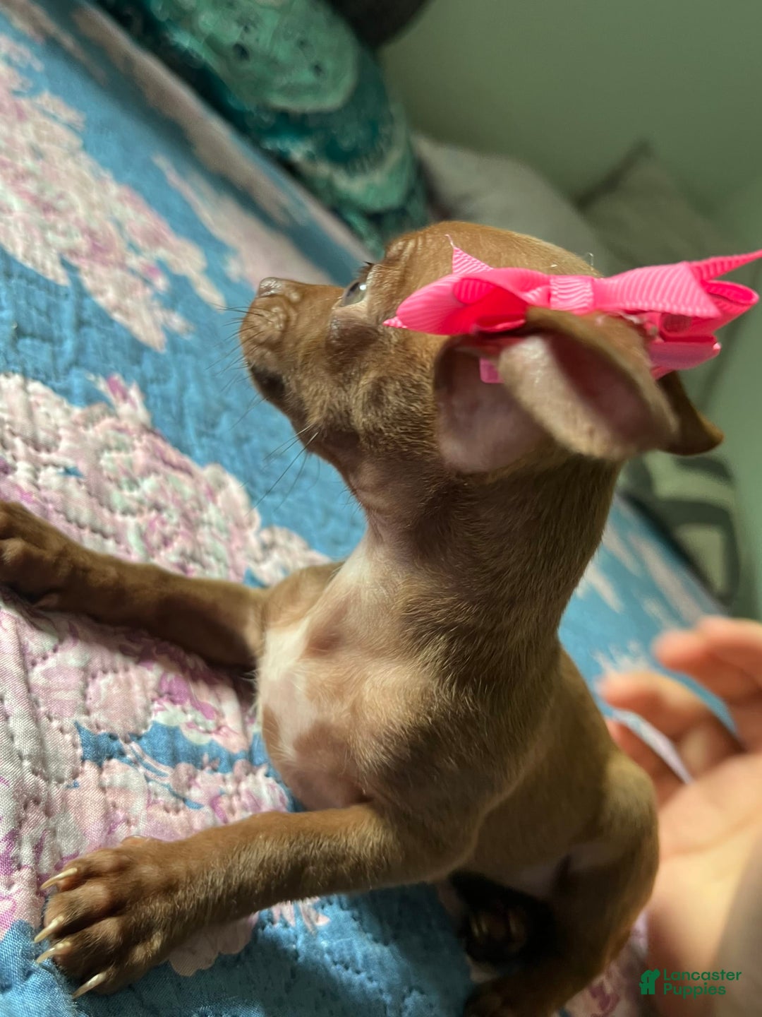 Chihuahua dogs for sale: Canela - Image 2