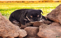 English Bulldog dogs for sale: Blue - Image 5