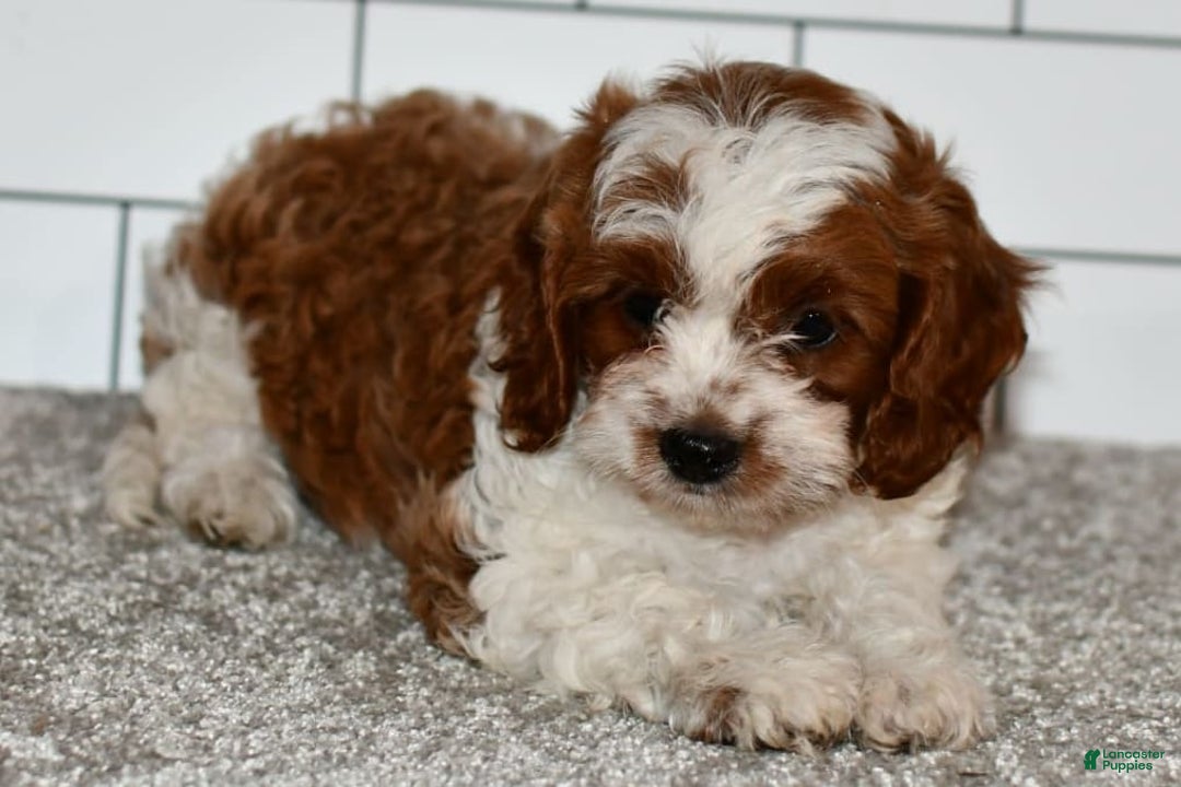 Cavapoo dogs for sale: Mia - Image 11