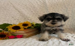 Miniature Schnauzer dogs for sale: Chelsy - Image 1