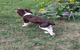 English Springer Spaniel dogs for sale: Budweiser - Image 6