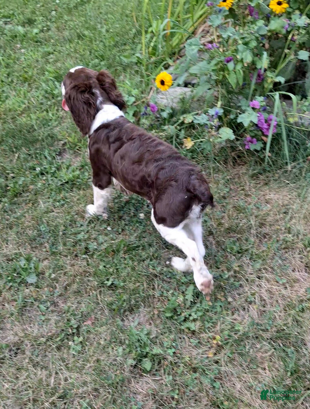 English Springer Spaniel dogs for sale: Budweiser - Image 6