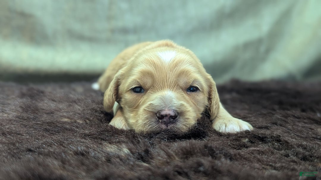 Cockapoo dogs for sale: Stoick - Image 6