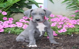 Great Dane dogs for sale: Hope - Image 2