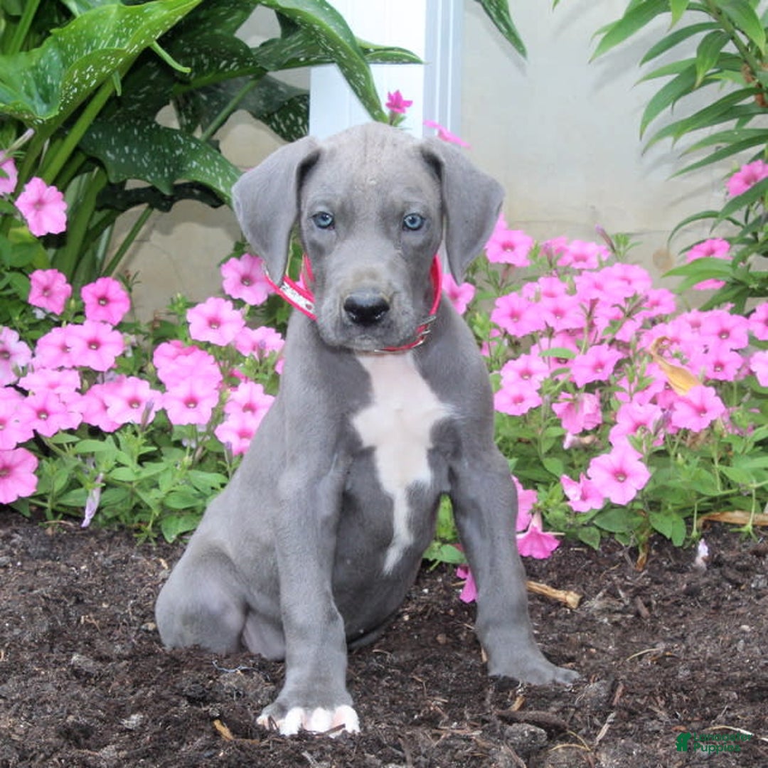 Great Dane dogs for sale: Hope - Image 2