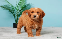 Mini Goldendoodle dogs for sale: Nickie - Image 5