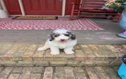Mini Bernedoodle dogs for sale: Benji - Image 2