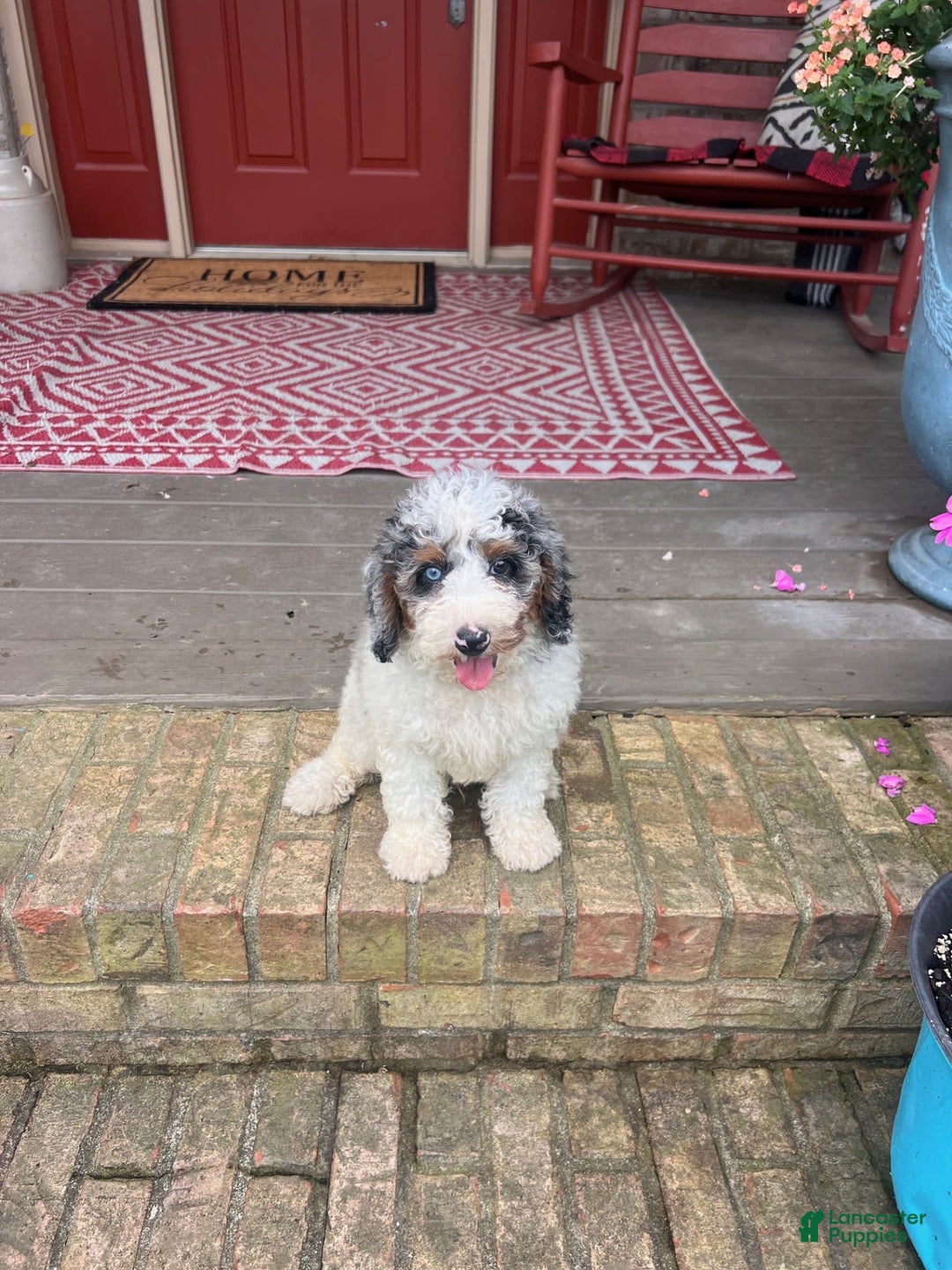 Mini Bernedoodle dogs for sale: Benji - Image 2
