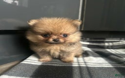 Pomeranian dogs for sale: Hilda - Image 4