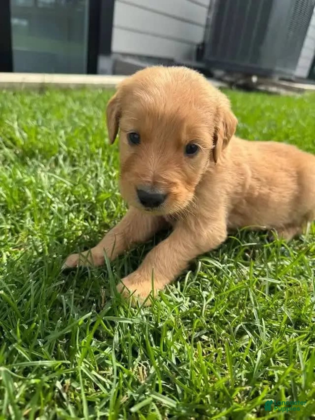 Golden Retriever dogs for sale: Hana - Image 3