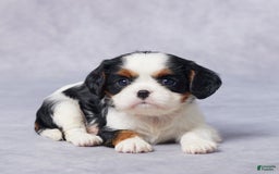 Cavalier King Charles Spaniel dogs for sale: Bella - Image 2