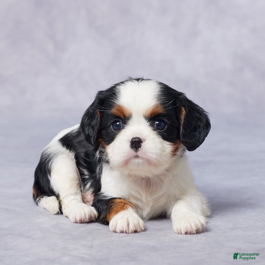 Cavalier King Charles Spaniel dogs for sale: Bella - Image 2