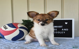 Papillon dogs for sale: Pongo - Image 13