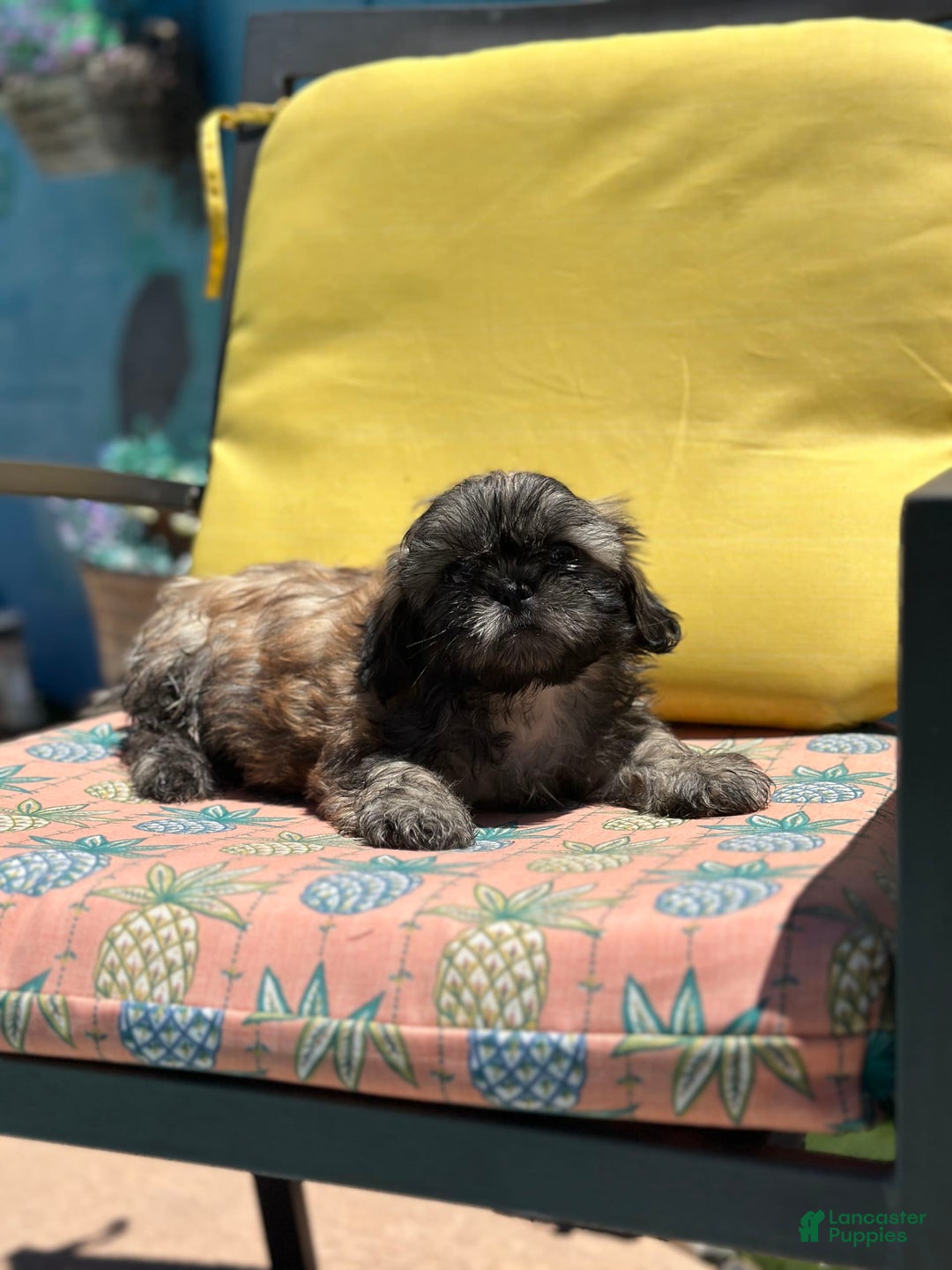Shih Tzu dogs for sale: Copper - Image 4