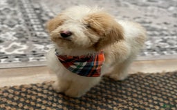 Standard Poodle dogs for sale: Gus - Image 6