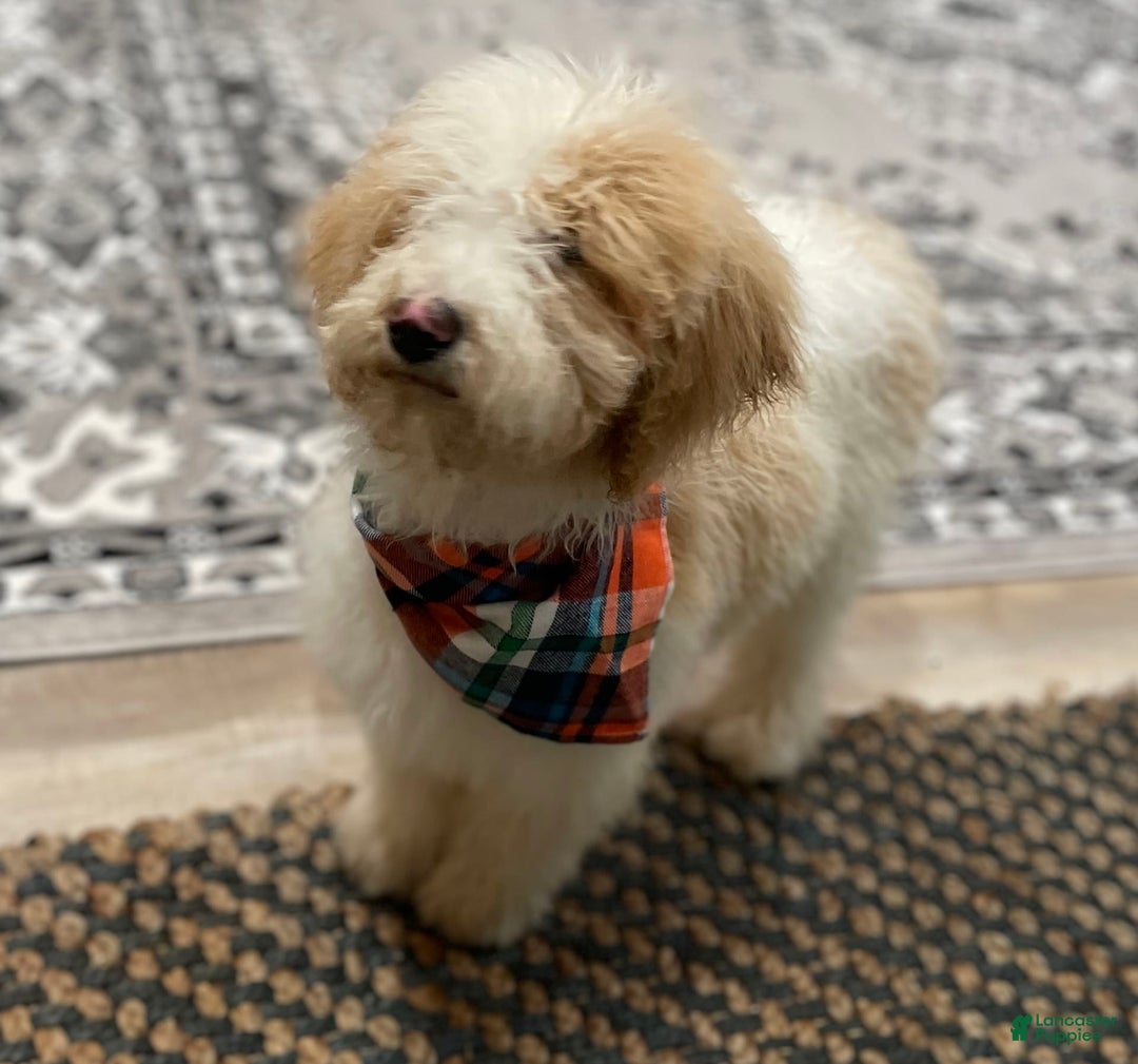 Standard Poodle dogs for sale: Gus - Image 6