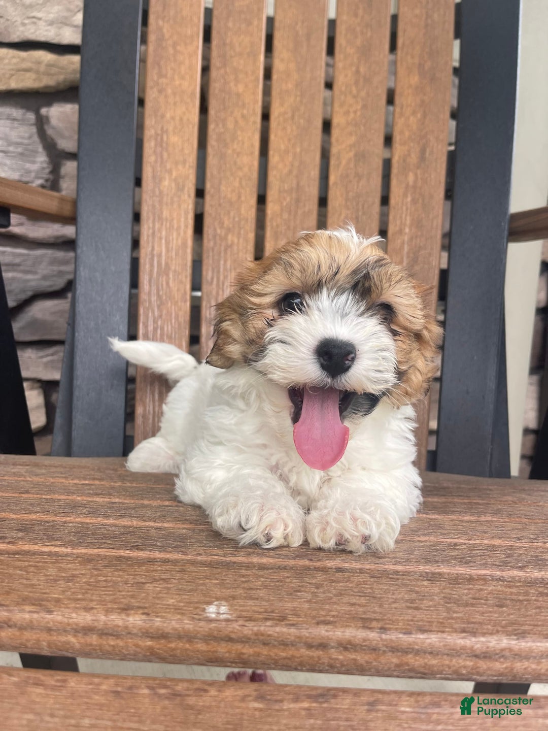 Shih Tzu dogs for sale: Oliver - Image 5