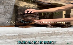 Doberman Pinscher dogs for sale: Malibu - Image 20