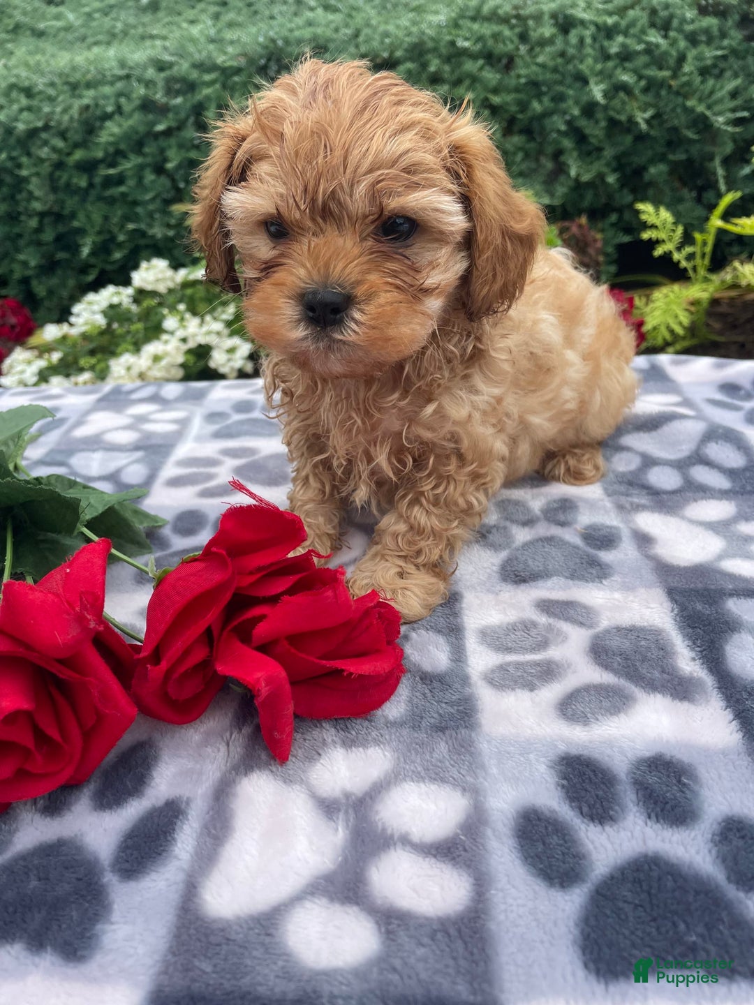 Cavachon dogs for sale: Sammy - Image 5