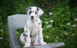 Great Dane dogs for sale: Electra - Image 6