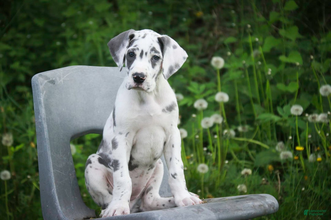 Great Dane dogs for sale: Electra - Image 6