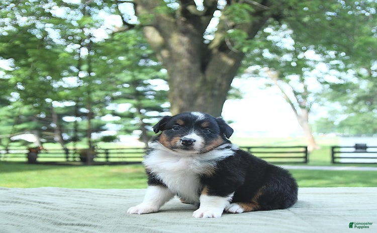 Australian Shepherd dogs for sale - Ad 3